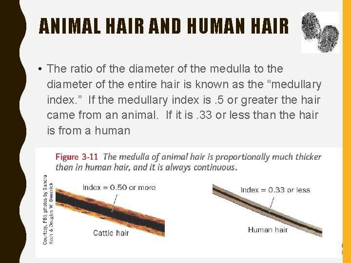 ANIMAL HAIR AND HUMAN HAIR • The ratio of the diameter of the medulla