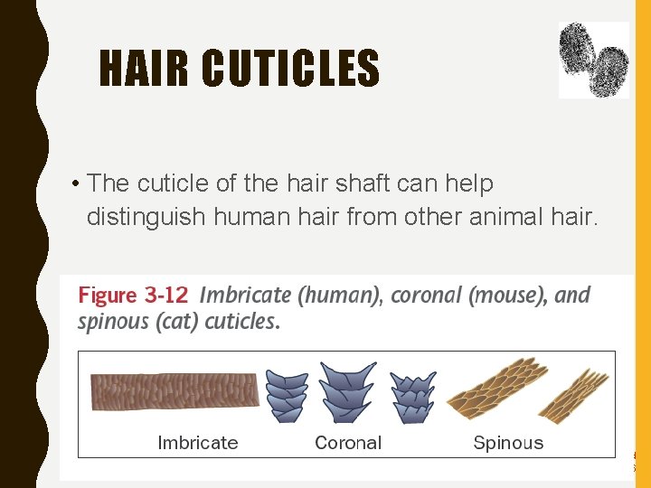 HAIR CUTICLES • The cuticle of the hair shaft can help distinguish human hair