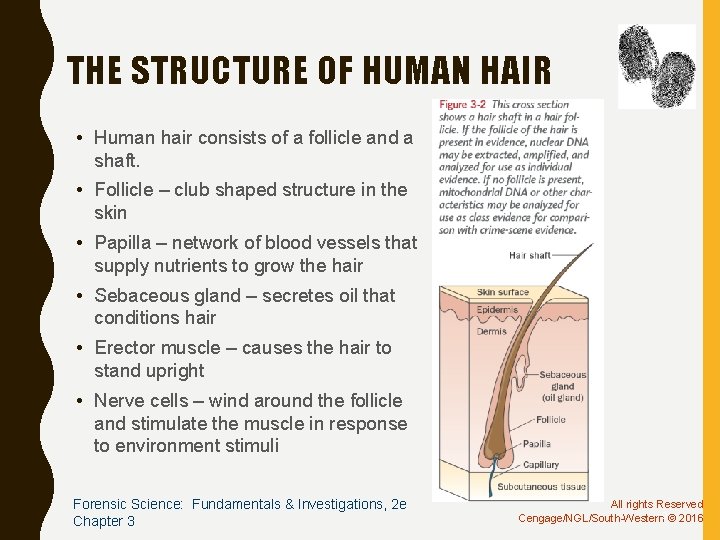 THE STRUCTURE OF HUMAN HAIR • Human hair consists of a follicle and a