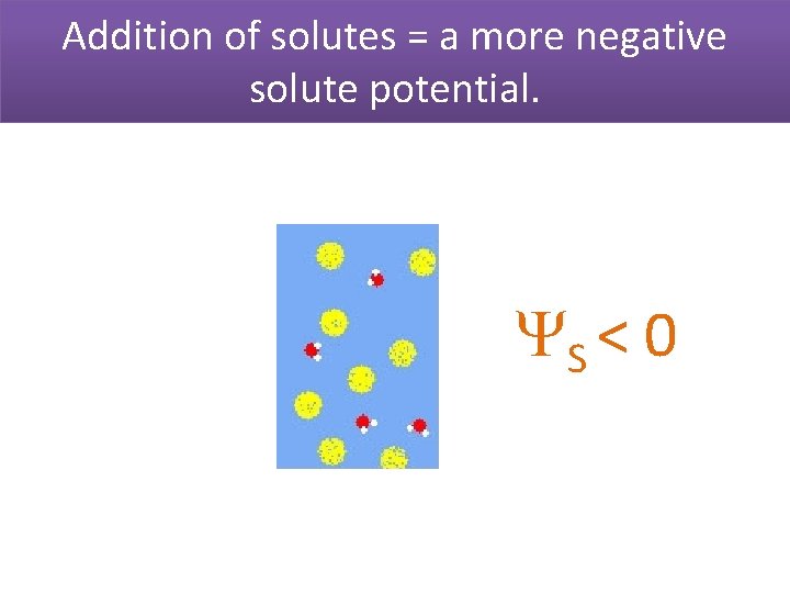 Addition of solutes = a more negative solute potential. S < 0 