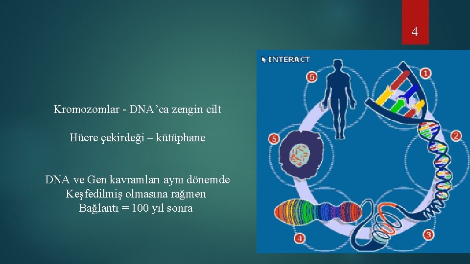 4 Kromozomlar - DNA’ca zengin cilt Hücre çekirdeği – kütüphane DNA ve Gen kavramları
