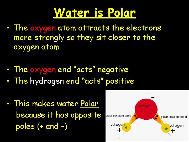 Water is Polar • The oxygen atom attracts the electrons more strongly so they