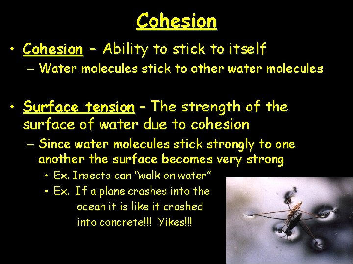 Cohesion • Cohesion – Ability to stick to itself – Water molecules stick to