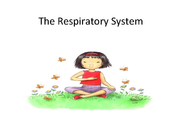 The Respiratory System The Respiratory System