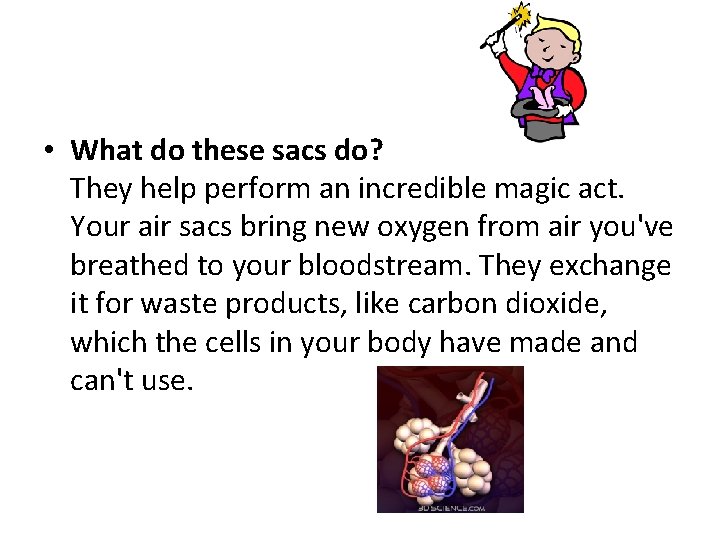 • What do these sacs do? They help perform an incredible magic act. • What do these sacs do? They help perform an incredible magic act.