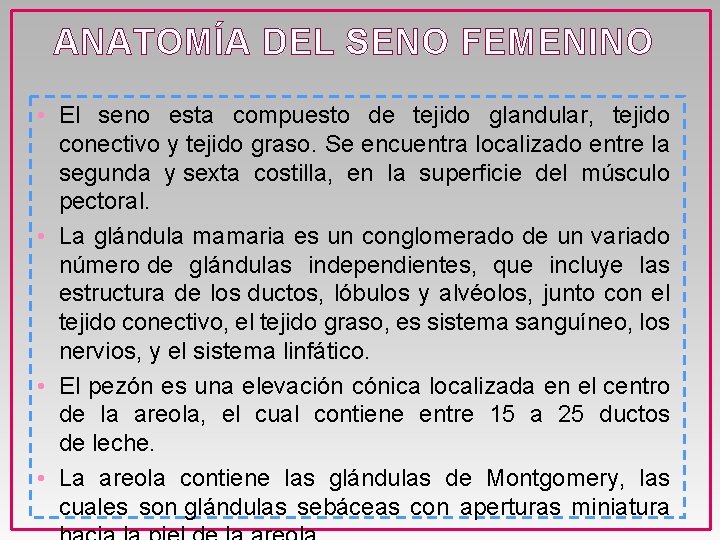 ANATOMÍA DEL SENO FEMENINO • El seno esta compuesto de tejido glandular, tejido conectivo
