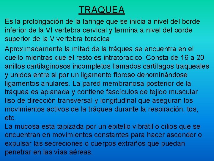 TRAQUEA Es la prolongación de la laringe que se inicia a nivel del borde