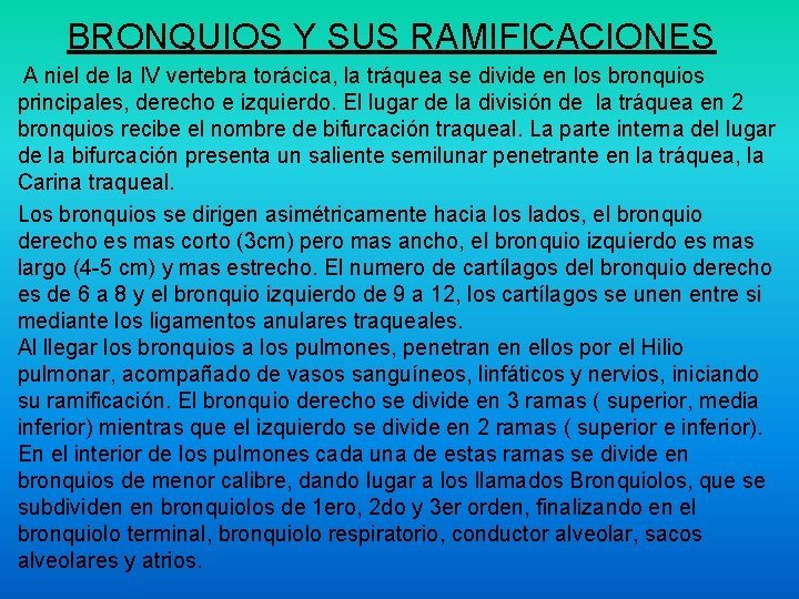 BRONQUIOS Y SUS RAMIFICACIONES A niel de la IV vertebra torácica, la tráquea se BRONQUIOS Y SUS RAMIFICACIONES A niel de la IV vertebra torácica, la tráquea se