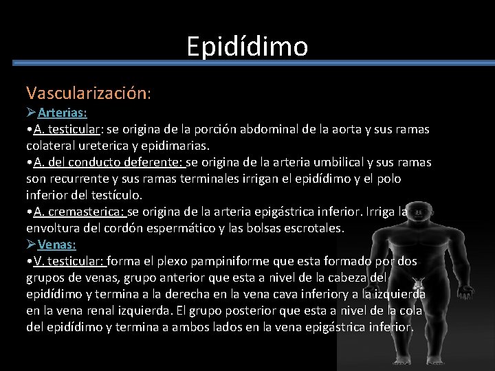 Epidídimo Vascularización: ØArterias: • A. testicular: se origina de la porción abdominal de la Epidídimo Vascularización: ØArterias: • A. testicular: se origina de la porción abdominal de la