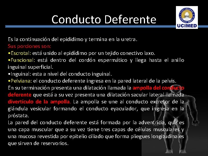 Conducto Deferente Es la continuación del epididimo y termina en la uretra. Sus porciones