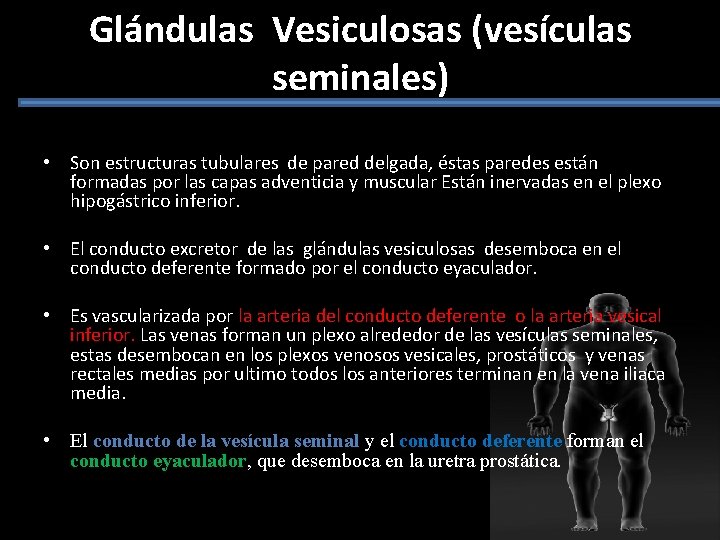 Glándulas Vesiculosas (vesículas seminales) • Son estructuras tubulares de pared delgada, éstas paredes están