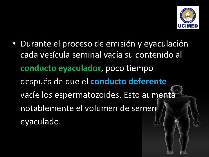  • Durante el proceso de emisión y eyaculación cada vesícula seminal vacía su