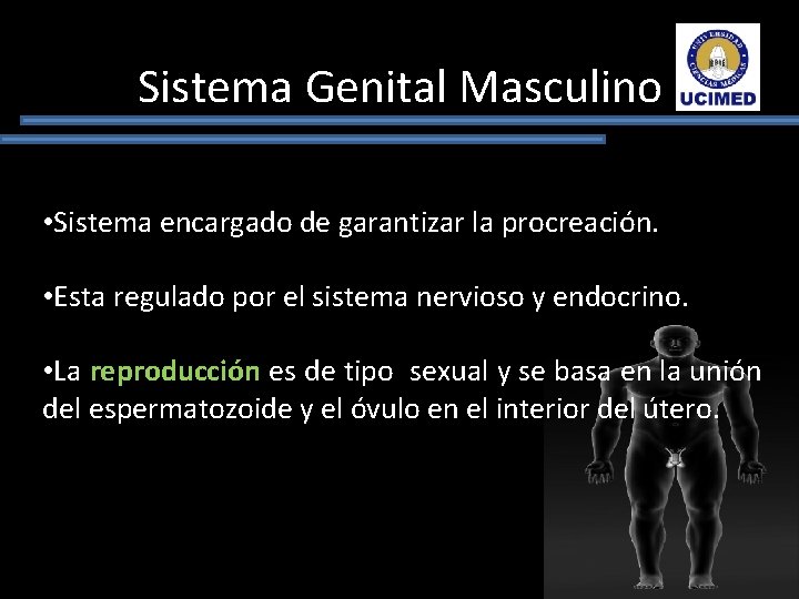 Sistema Genital Masculino • Sistema encargado de garantizar la procreación. • Esta regulado por
