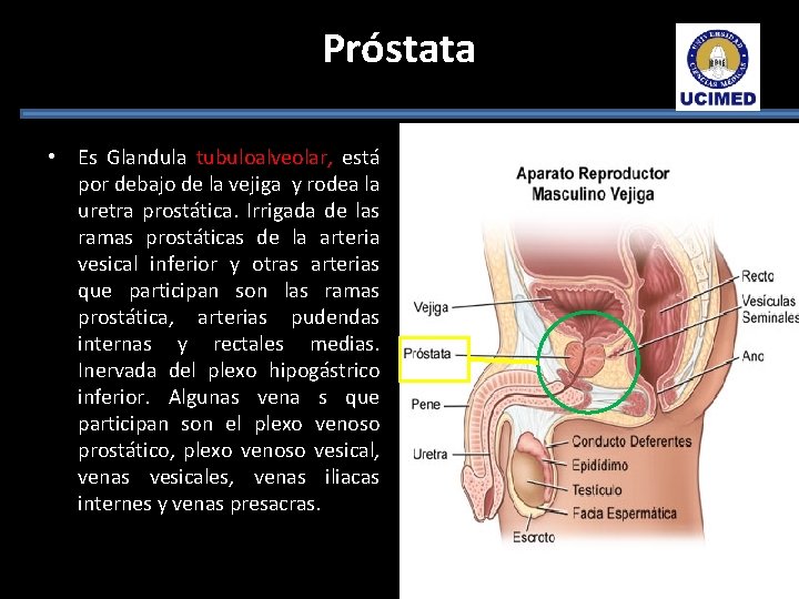 Próstata • Es Glandula tubuloalveolar, está por debajo de la vejiga y rodea la