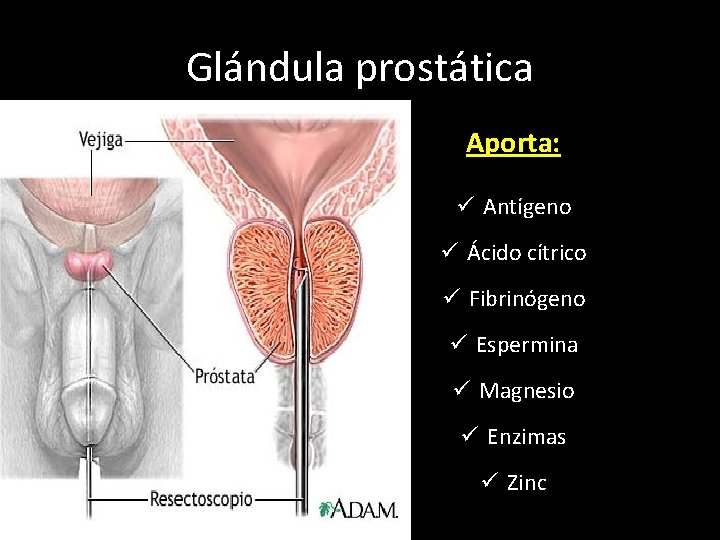 Glándula prostática Aporta: ü Antígeno ü Ácido cítrico ü Fibrinógeno ü Espermina ü Magnesio