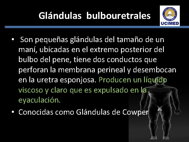 Glándulas bulbouretrales • Son pequeñas glándulas del tamaño de un maní, ubicadas en el Glándulas bulbouretrales • Son pequeñas glándulas del tamaño de un maní, ubicadas en el