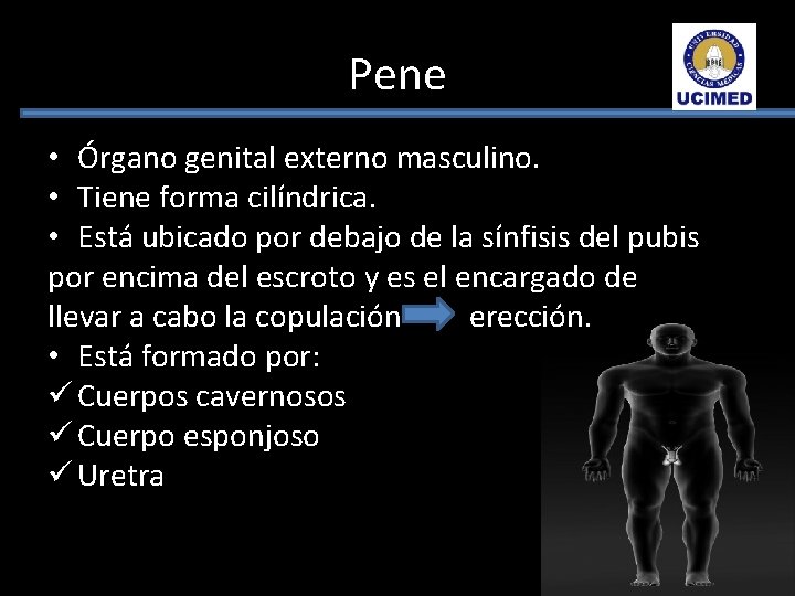 Pene • Órgano genital externo masculino. • Tiene forma cilíndrica. • Está ubicado por