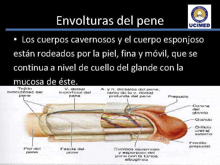 Envolturas del pene • Los cuerpos cavernosos y el cuerpo esponjoso están rodeados por