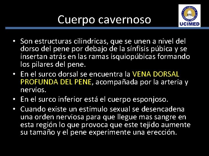 Cuerpo cavernoso • Son estructuras cilindricas, que se unen a nivel dorso del pene