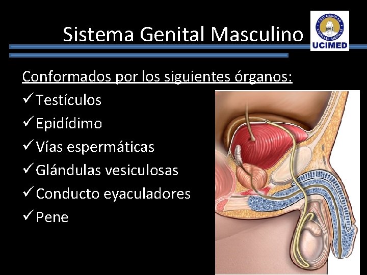 Sistema Genital Masculino Conformados por los siguientes órganos: ü Testículos ü Epidídimo ü Vías