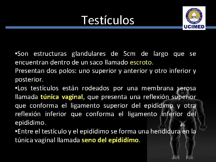 Testículos • Son estructuras glandulares de 5 cm de largo que se encuentran dentro