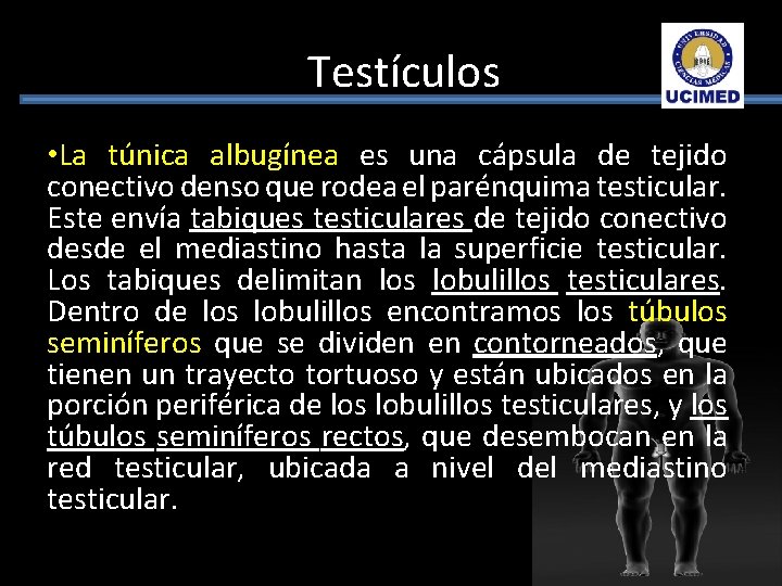 Testículos • La túnica albugínea es una cápsula de tejido conectivo denso que rodea