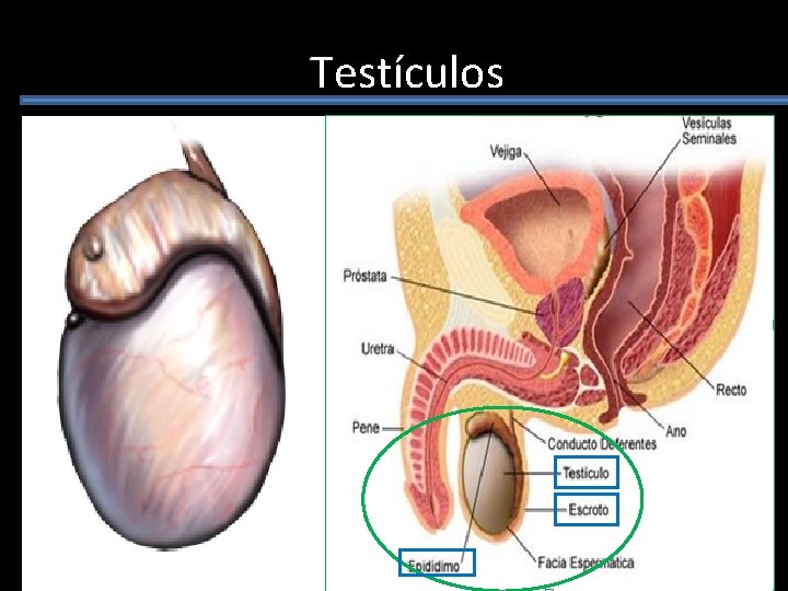 Testículos 