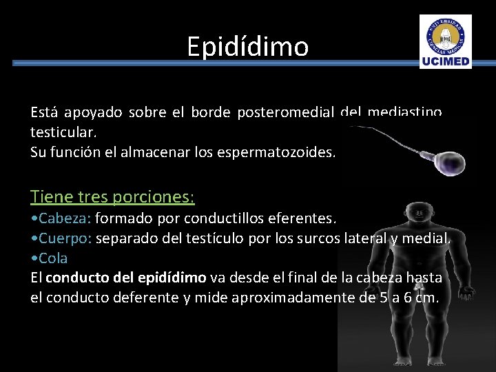 Epidídimo Está apoyado sobre el borde posteromedial del mediastino testicular. Su función el almacenar