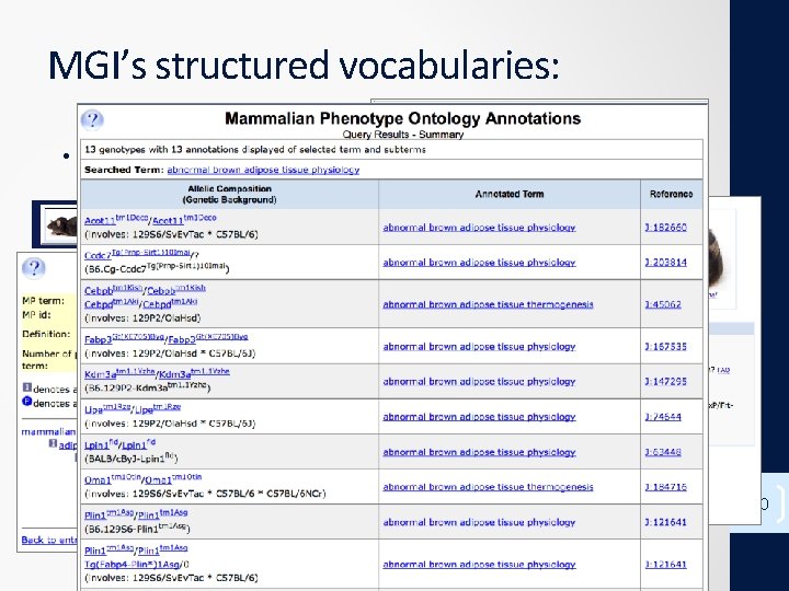 MGI’s structured vocabularies: • Mammalian Phenotype (MP) Browser 10 