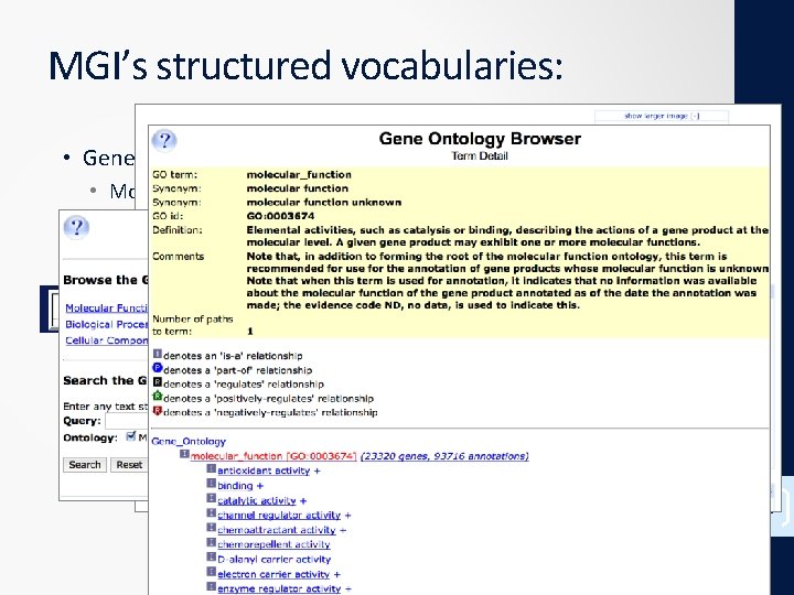MGI’s structured vocabularies: • Gene Ontology (GO) Browser • Molecular Function • Biological Process