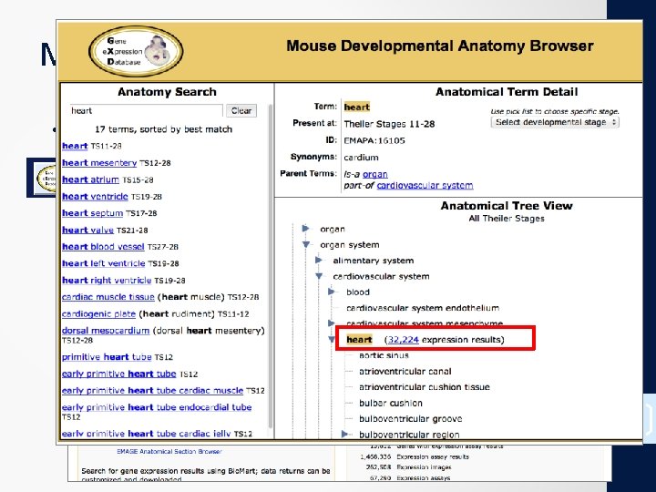 MGI’s structured vocabularies: • Mouse Developmental Anatomy Browser 12 