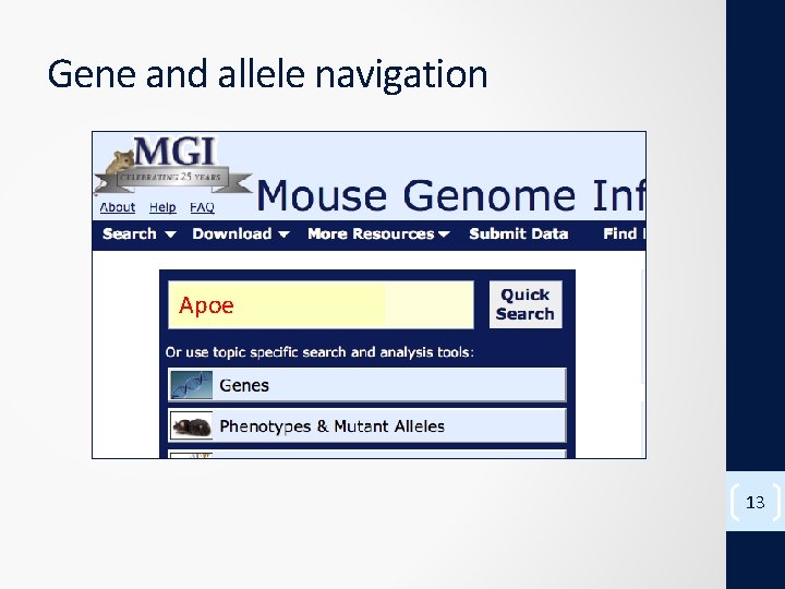 Gene and allele navigation Apoe 13 
