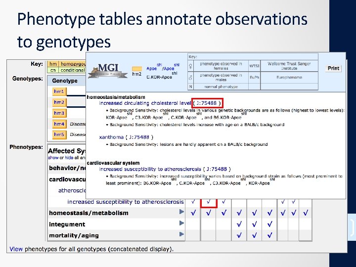 Phenotype tables annotate observations to genotypes 19 