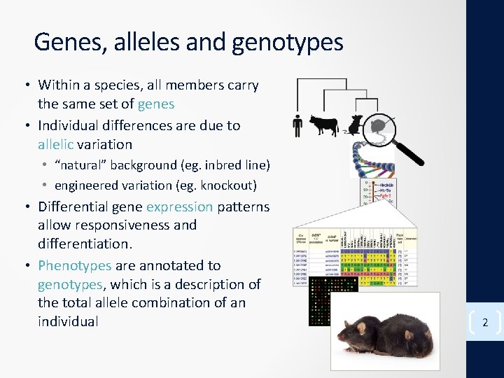 Genes, alleles and genotypes • Within a species, all members carry the same set