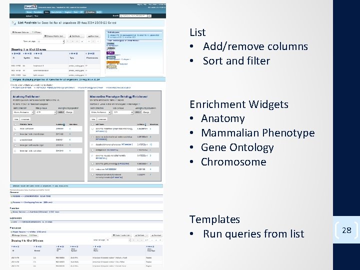 List • Add/remove columns • Sort and filter Enrichment Widgets • Anatomy • Mammalian