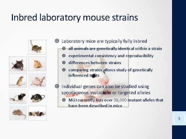 Inbred laboratory mouse strains Laboratory mice are typically fully inbred all animals are genetically