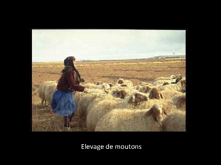 Elevage de moutons 