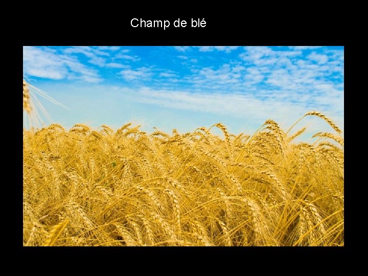 Champ de blé 