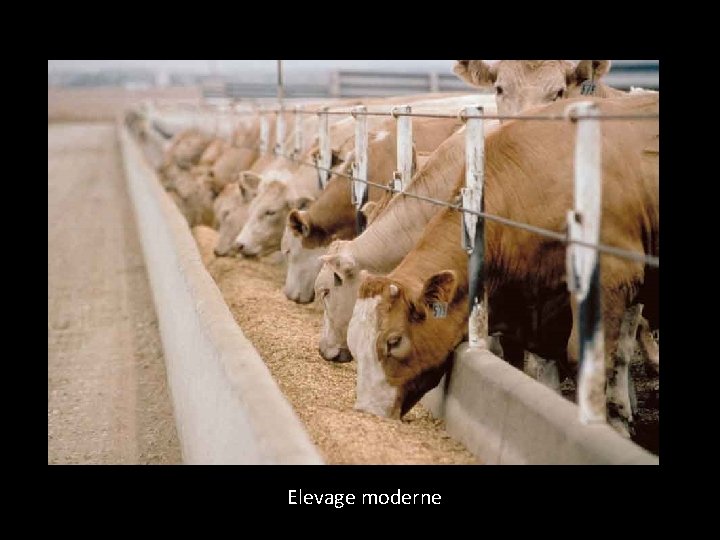 Elevage moderne 