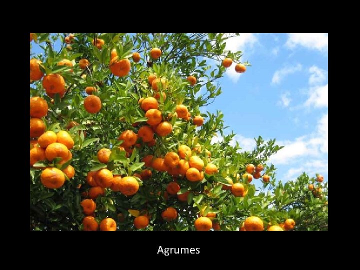 Agrumes 