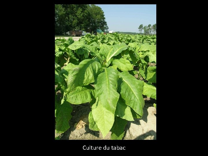 Culture du tabac 