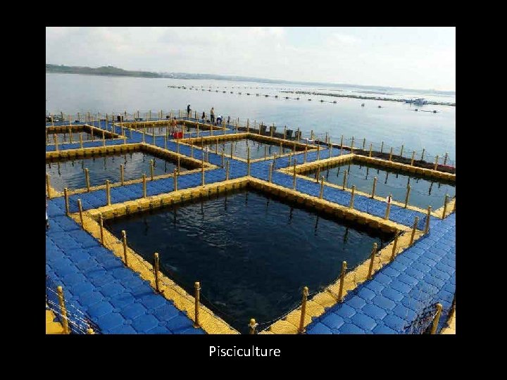 Pisciculture 