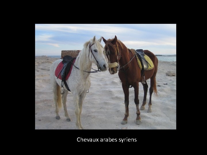 Chevaux arabes syriens 