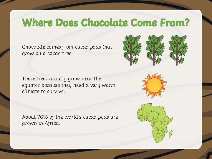 Where Does Chocolate Come From? Chocolate comes from cacao pods that grow on a