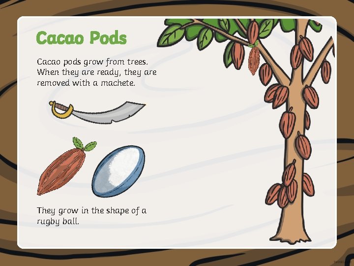 Cacao Pods Cacao pods grow from trees. When they are ready, they are removed