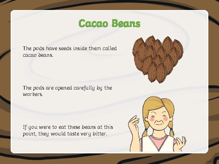 Cacao Beans The pods have seeds inside them called cacao beans. The pods are