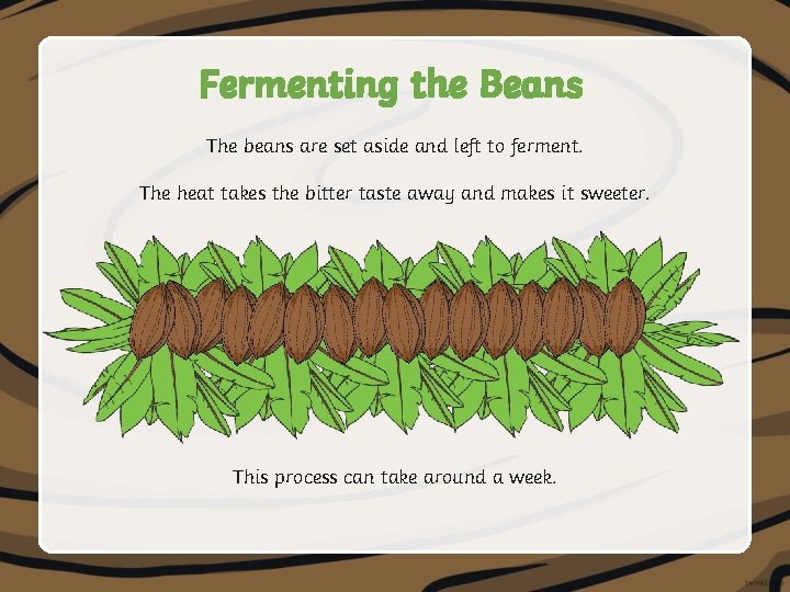 Fermenting the Beans The beans are set aside and left to ferment. The heat