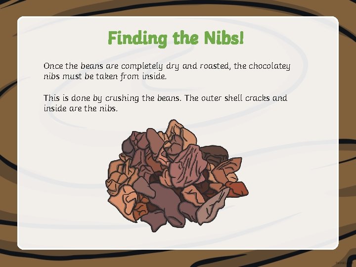 Finding the Nibs! Once the beans are completely dry and roasted, the chocolatey nibs