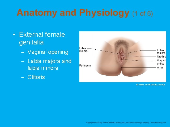 Anatomy and Physiology (1 of 6) • External female genitalia – Vaginal opening –