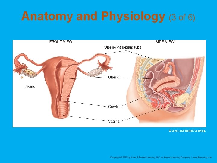 Anatomy and Physiology (3 of 6) © Jones and Bartlett Learning. 